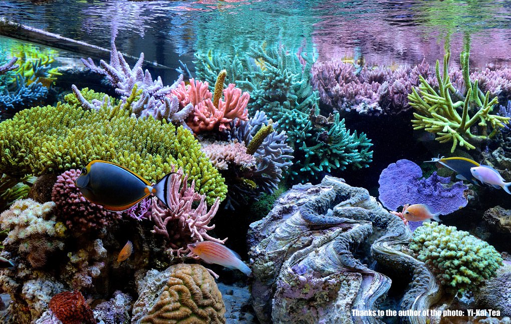 Acuario de exhibición Triton
